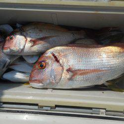 大進丸（愛知） 釣果