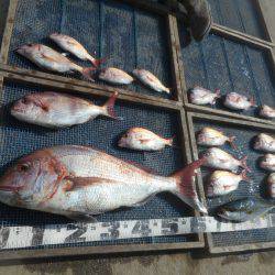 大進丸（愛知） 釣果