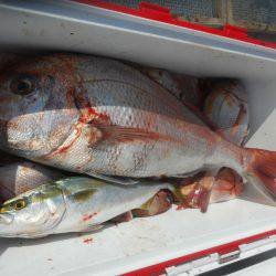 大進丸（愛知） 釣果