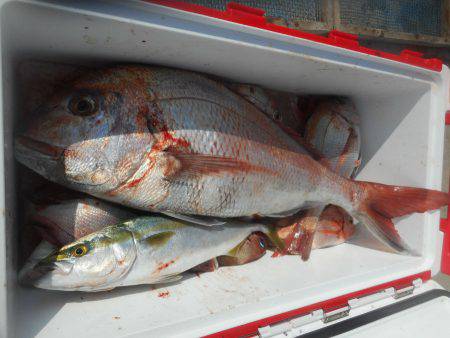 大進丸（愛知） 釣果