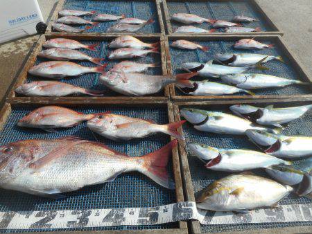 大進丸（愛知） 釣果