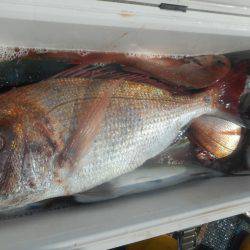 大進丸（愛知） 釣果