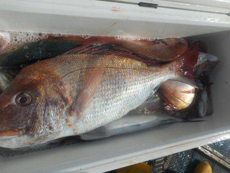 大進丸（愛知） 釣果