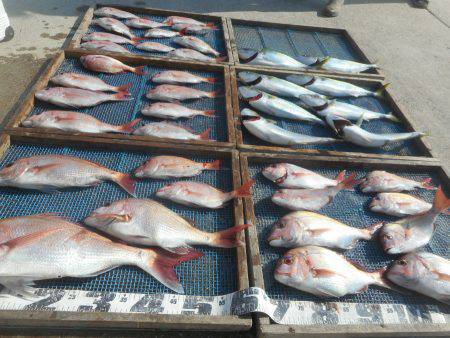 大進丸（愛知） 釣果