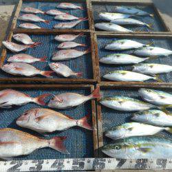 大進丸（愛知） 釣果