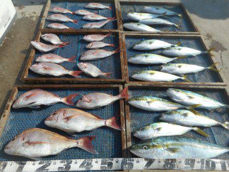 大進丸（愛知） 釣果