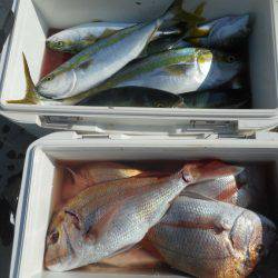 大進丸（愛知） 釣果