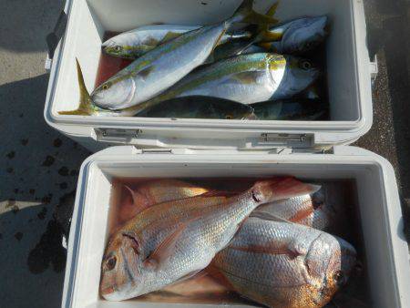 大進丸（愛知） 釣果