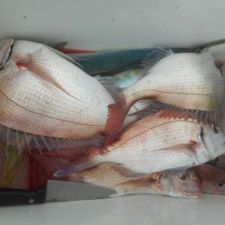 大進丸（愛知） 釣果