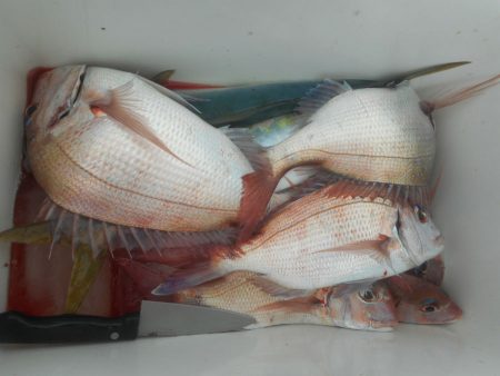 大進丸（愛知） 釣果