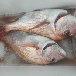 大進丸（愛知） 釣果