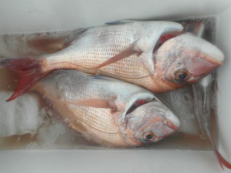 大進丸（愛知） 釣果