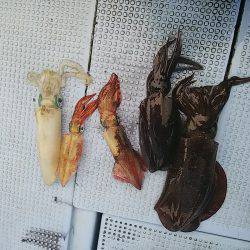 第二常豊丸 釣果