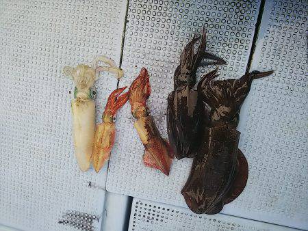 第二常豊丸 釣果