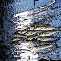 第二常豊丸 釣果