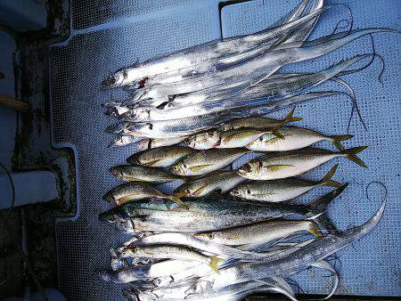 第二常豊丸 釣果