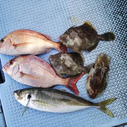 第二常豊丸 釣果