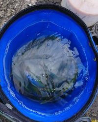 和歌山マリーナシティ釣り公園 釣果