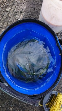 和歌山マリーナシティ釣り公園 釣果