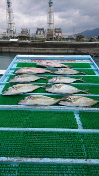 和歌山マリーナシティ釣り堀 釣果