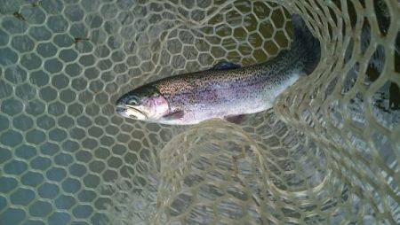 フィッシングエリア帝釈 釣果