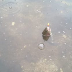 フィッシングエリア帝釈 釣果