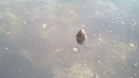 フィッシングエリア帝釈 釣果