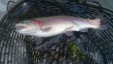 フィッシングエリア帝釈 釣果