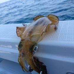 フィッシングボートACE(エース) 釣果