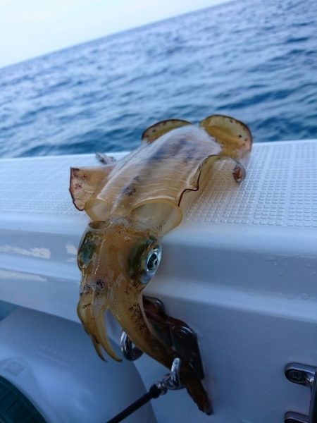 フィッシングボートACE(エース) 釣果