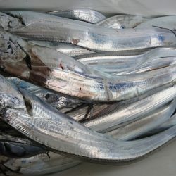 武士(SAMURAI) 釣果