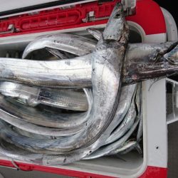 武士(SAMURAI) 釣果