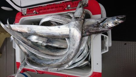 武士(SAMURAI) 釣果