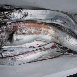 武士(SAMURAI) 釣果