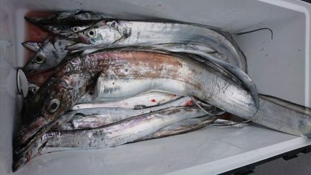 武士(SAMURAI) 釣果