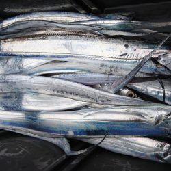 武士(SAMURAI) 釣果