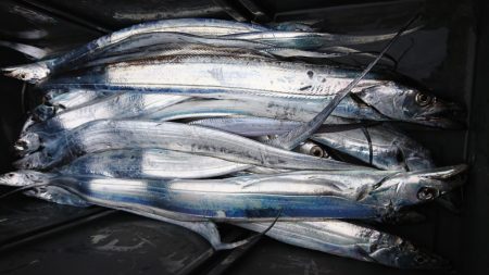 武士(SAMURAI) 釣果