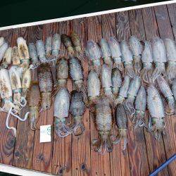 フィッシングボートACE(エース) 釣果