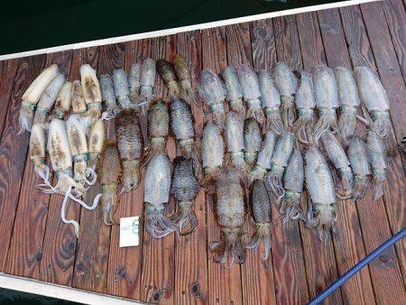 フィッシングボートACE（エース） 釣果