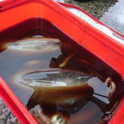 フィッシングボートACE(エース) 釣果