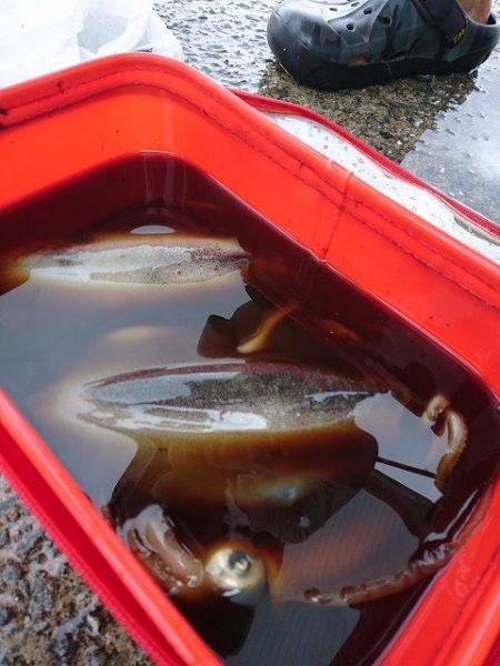 フィッシングボートACE(エース) 釣果