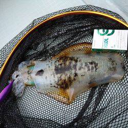 フィッシングボートACE(エース) 釣果