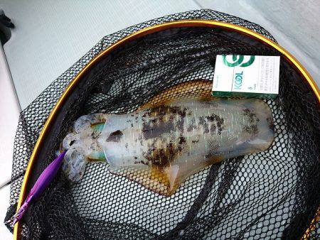 フィッシングボートACE(エース) 釣果