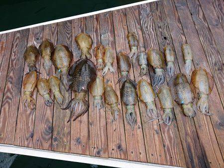 フィッシングボートACE(エース) 釣果