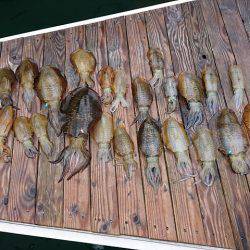 フィッシングボートACE(エース) 釣果