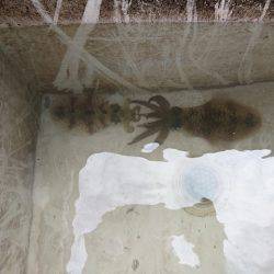 フィッシングボートACE(エース) 釣果