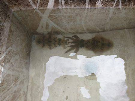 フィッシングボートACE(エース) 釣果