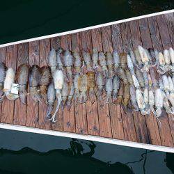 フィッシングボートACE(エース) 釣果