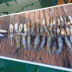 フィッシングボートACE(エース) 釣果