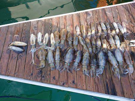 フィッシングボートACE(エース) 釣果